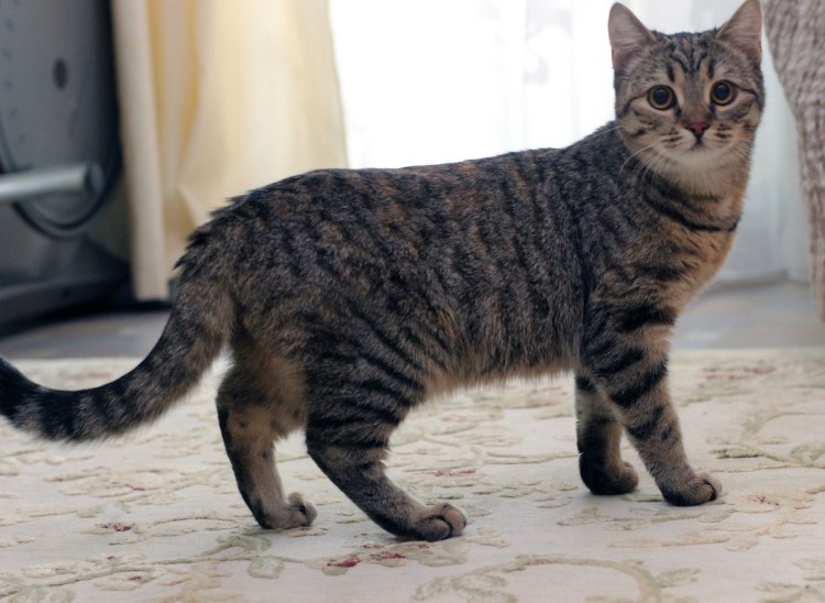 Британская кошка короткошерстная полосатая