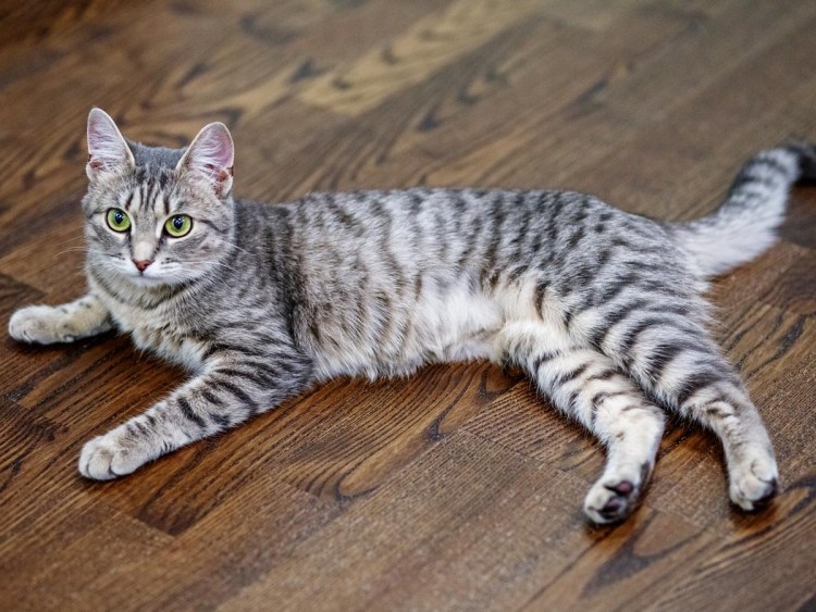 Полосатый кот беспородный