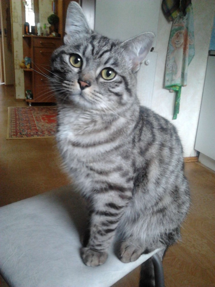 Порода кошек Аравийский Мао