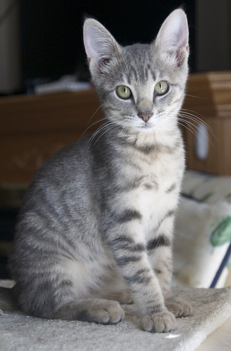 Сибирская кошка короткошерстная