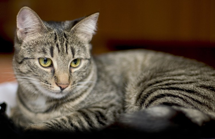 Кошка полосатая серая вискас