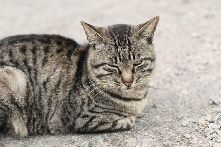 Американская короткошерстная табби