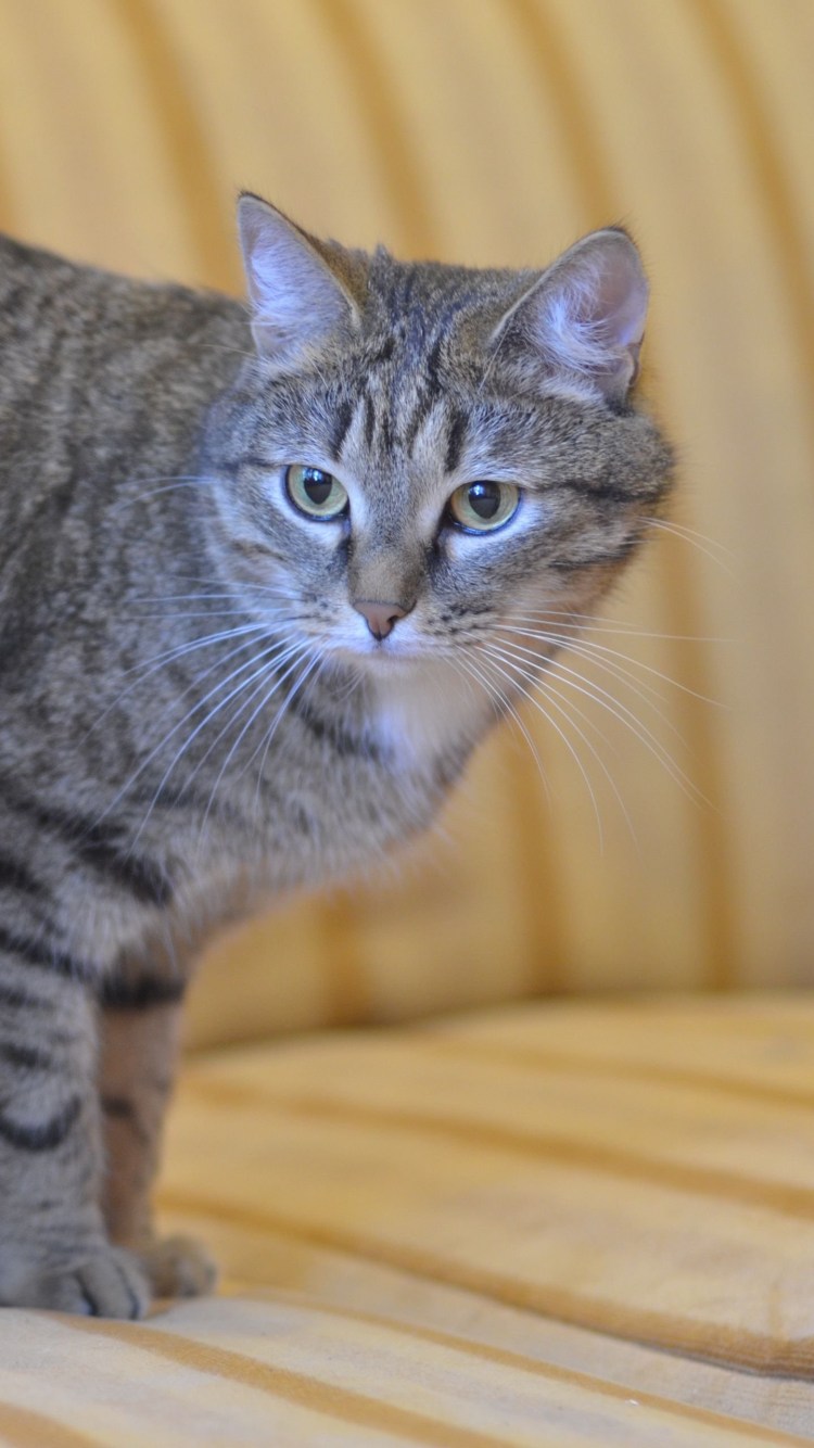 Европейская короткошерстная табби