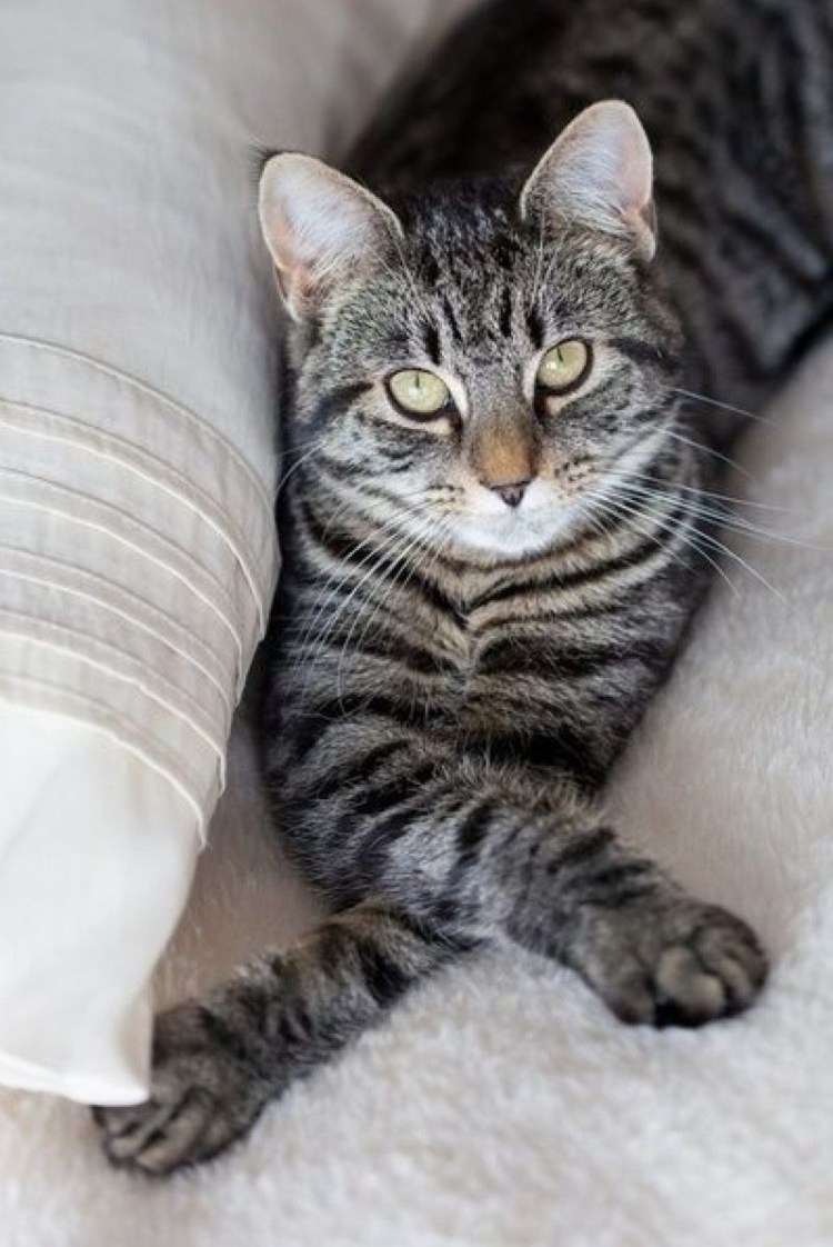 Мраморный Мэнкс табби