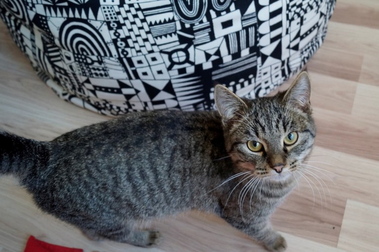 Серая дворовая кошка