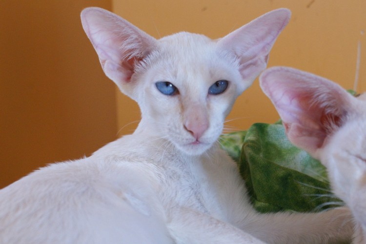 Кошка Орион Ориентальная