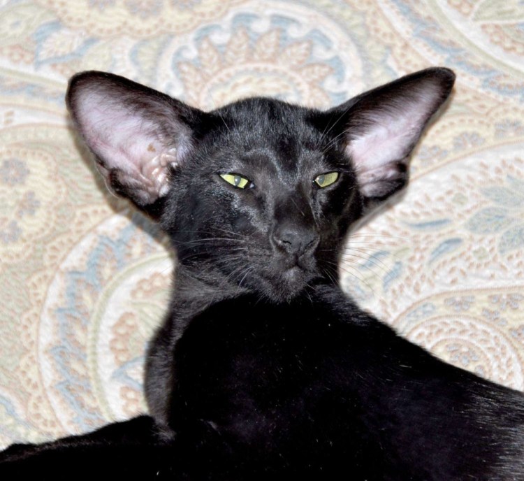 Ориентальная короткошерстная