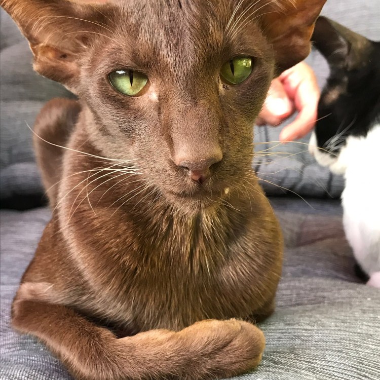 Коты ориенталы грузины