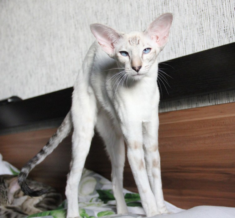 Коты ориенталы грузины