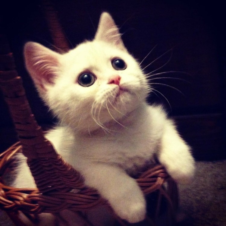 Няшный котик