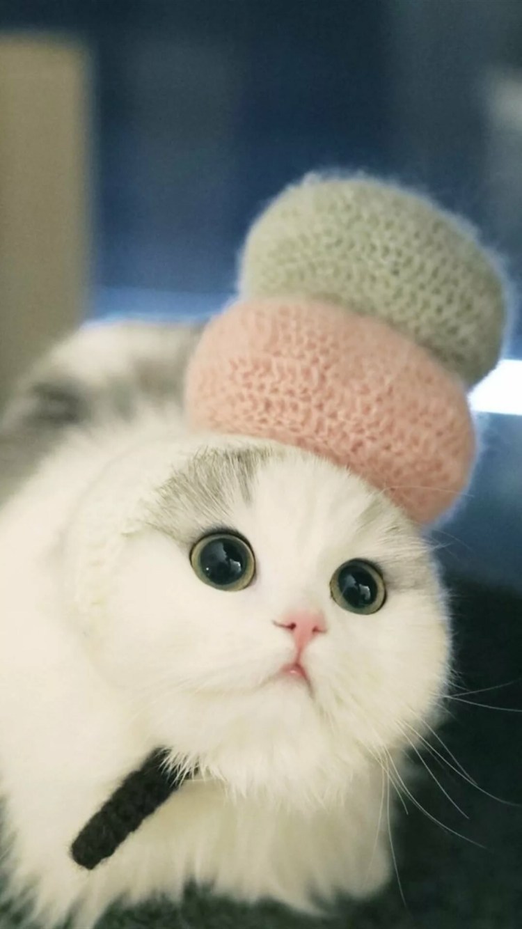 Няшный котик