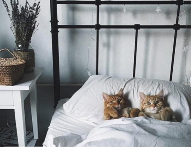 Кошка в постели