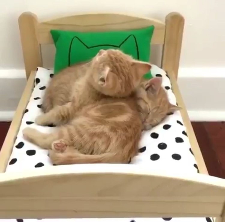 Кот под одеялом