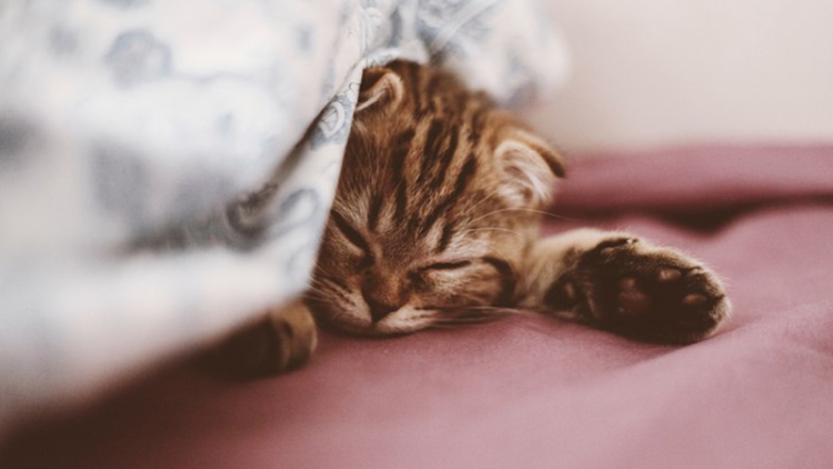 Котенок спит под одеялом