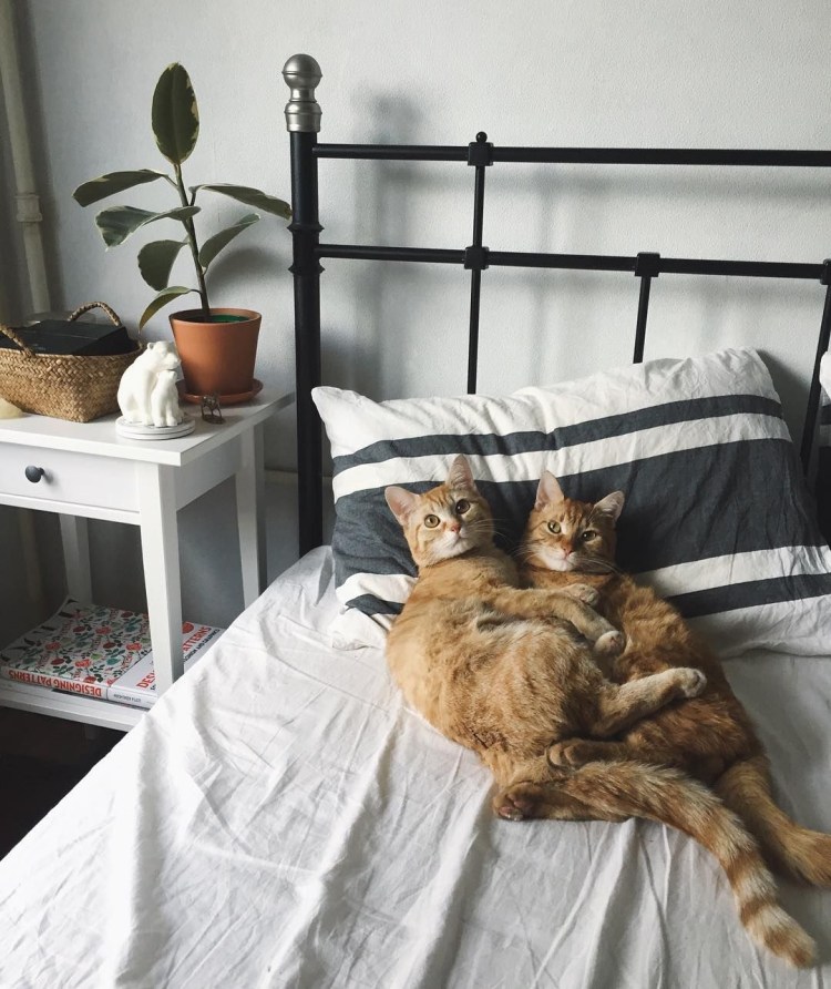 Котик в кровати