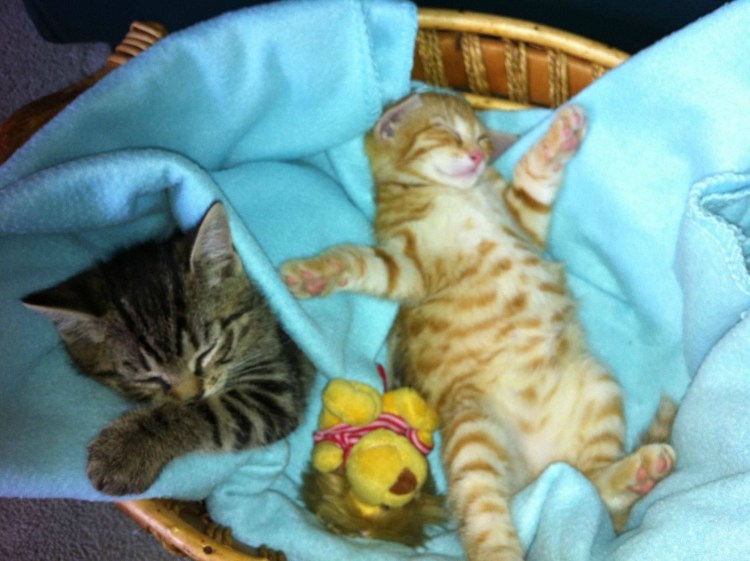 Кот укладывает спать