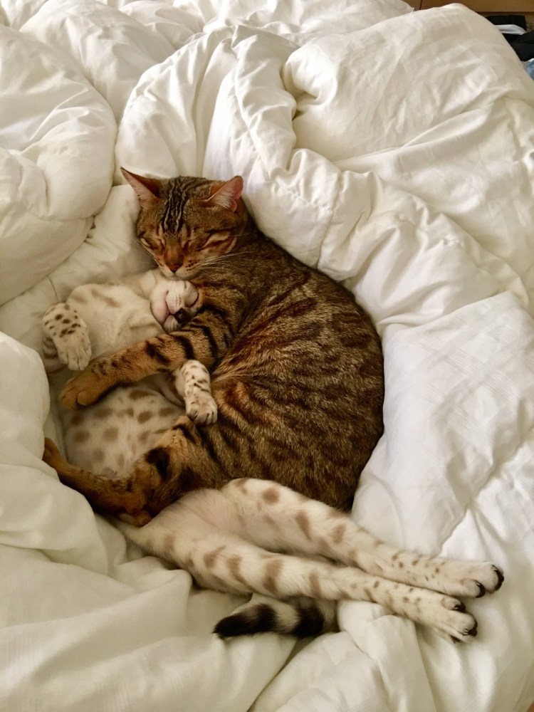 Спящий котик