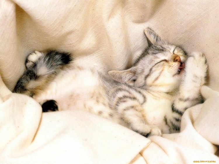 Спящий котенок