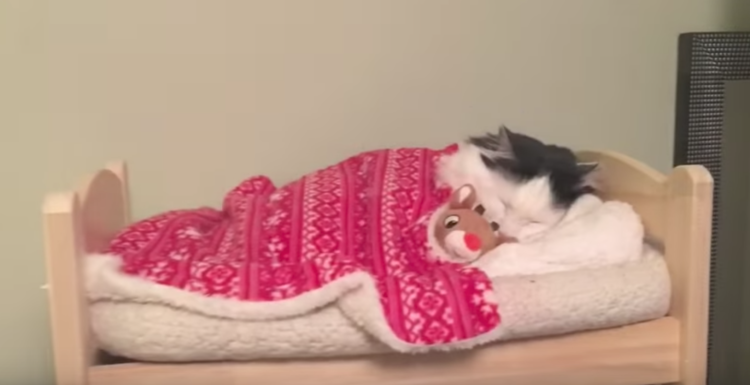 Кот спит в постели