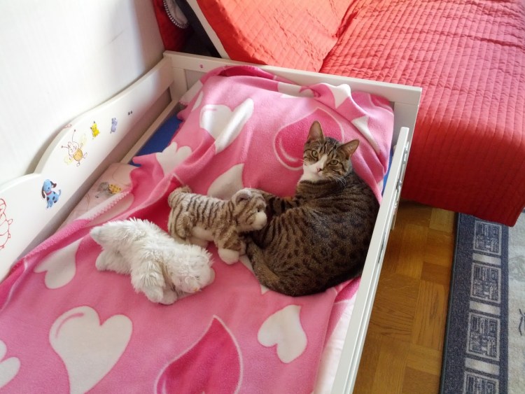 Котик лежит звездой