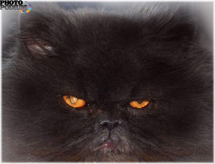 Кот Бегемот