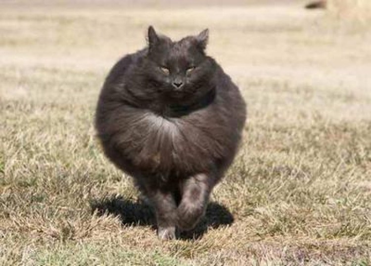 Коты Аллы Лебедевой