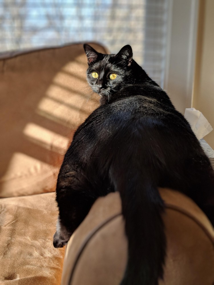 Толстая черная кошка