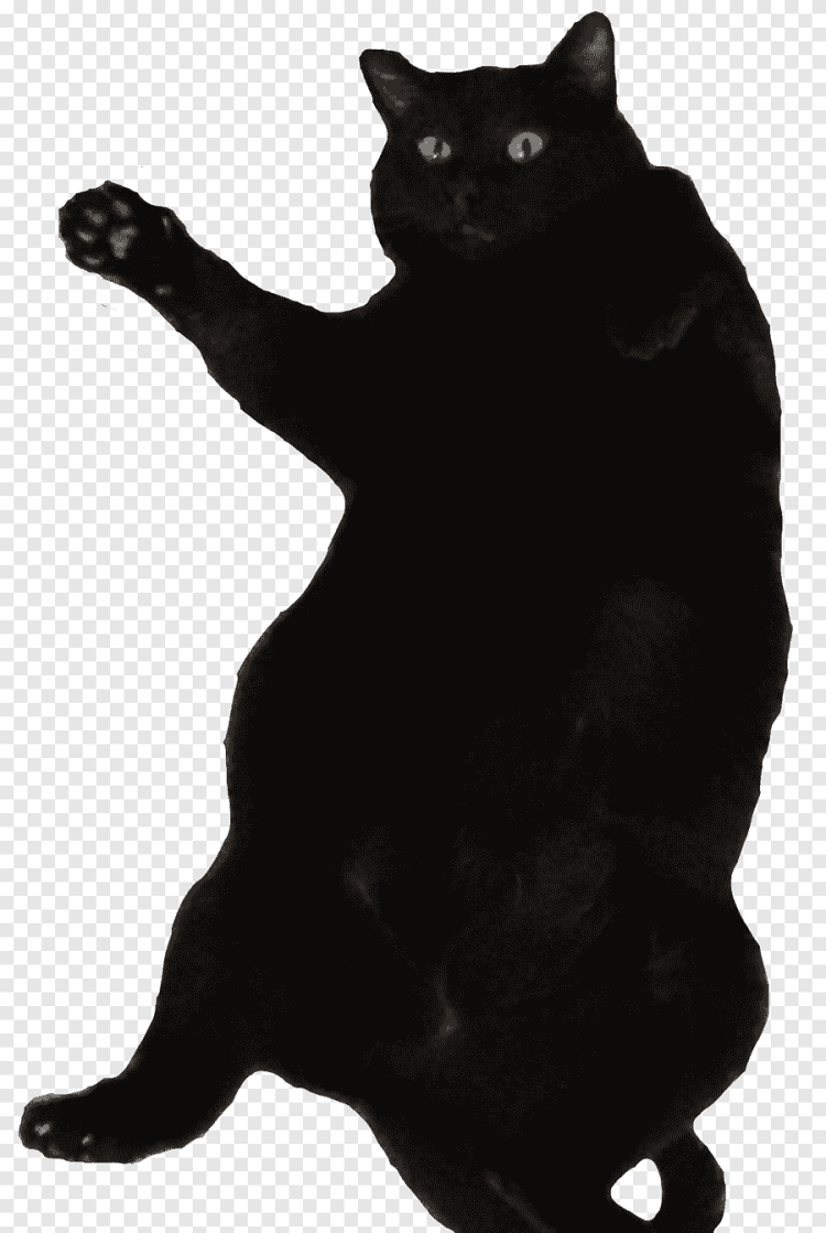 Толстый черно белый кот