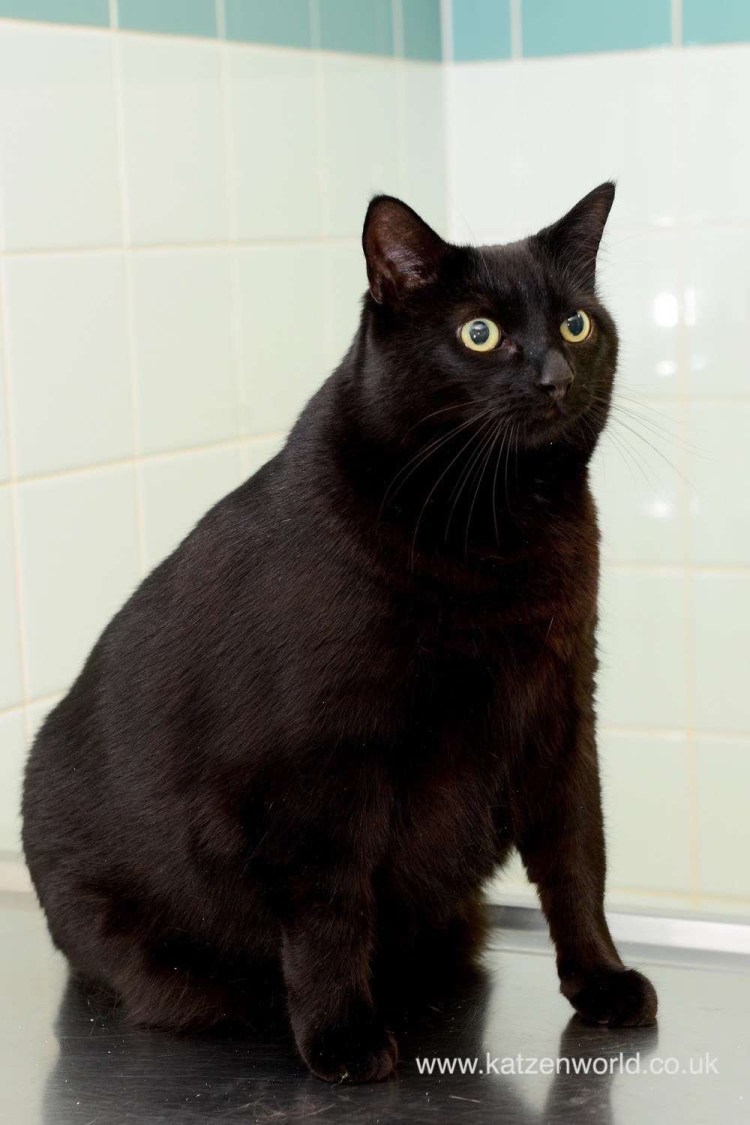 Толстые черные коты