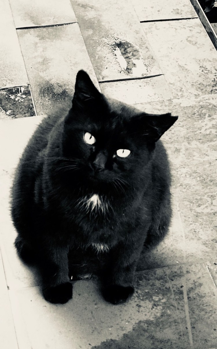 Толстый черный кот картинки