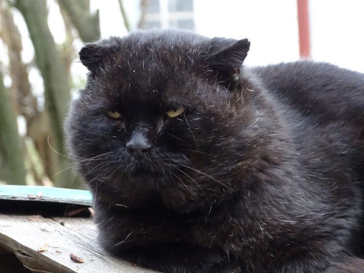 Толстый черный кот