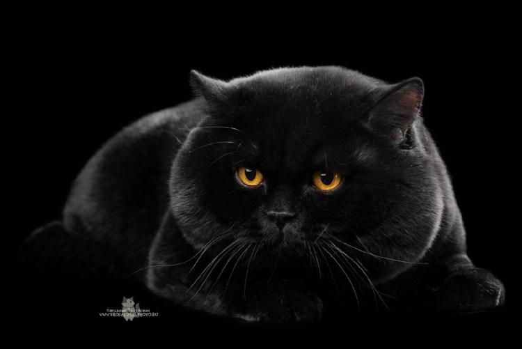 Кот британец черный