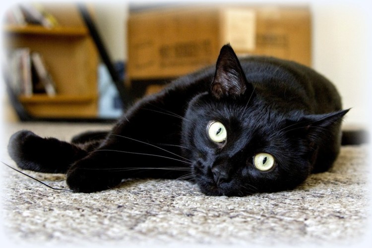 Толстый черный кот