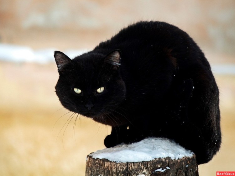 Толстый черный кот