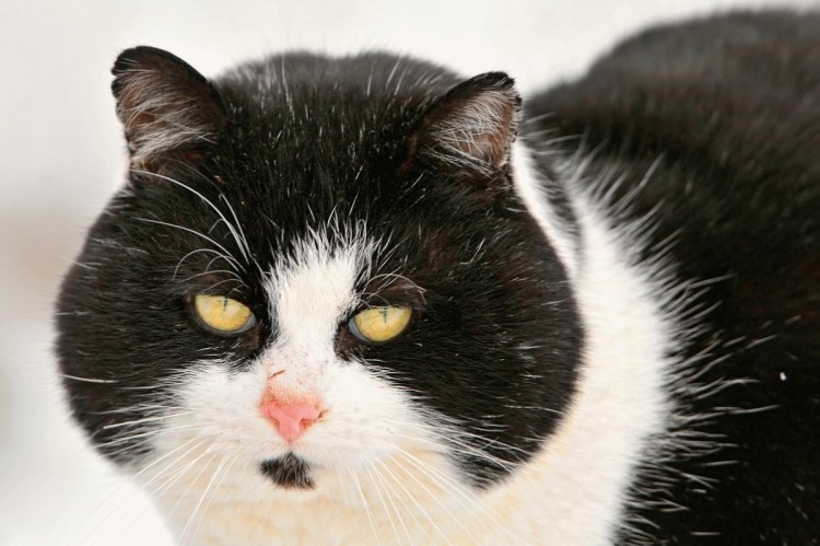 Черный кот на черном фоне