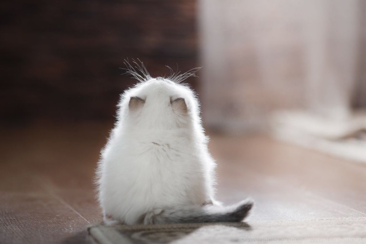 Котенок обиделся