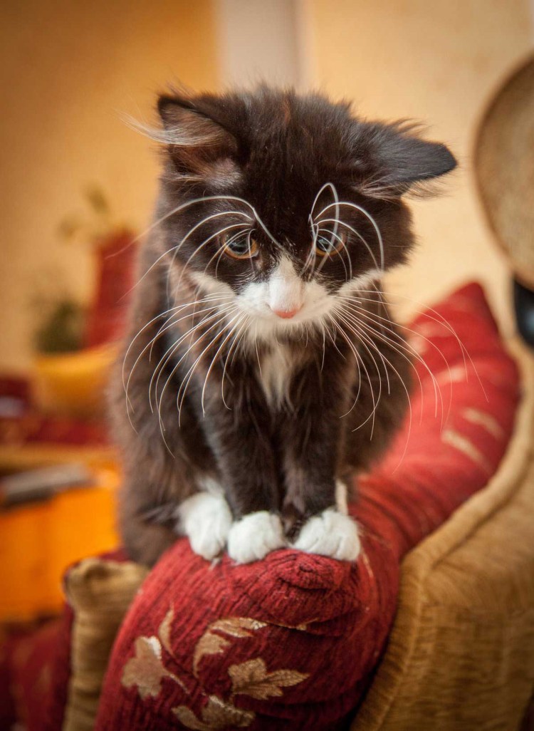 Котенок обиделся