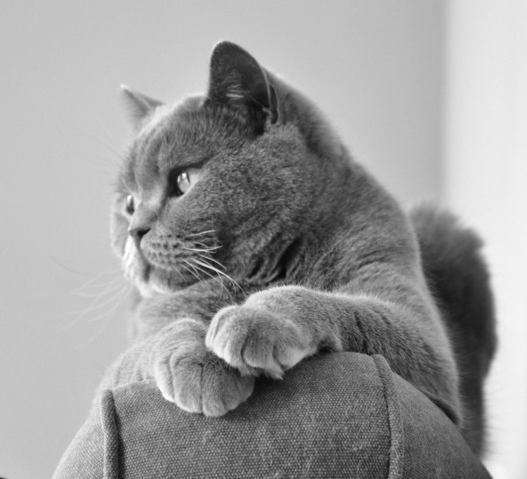 Кот обиделся