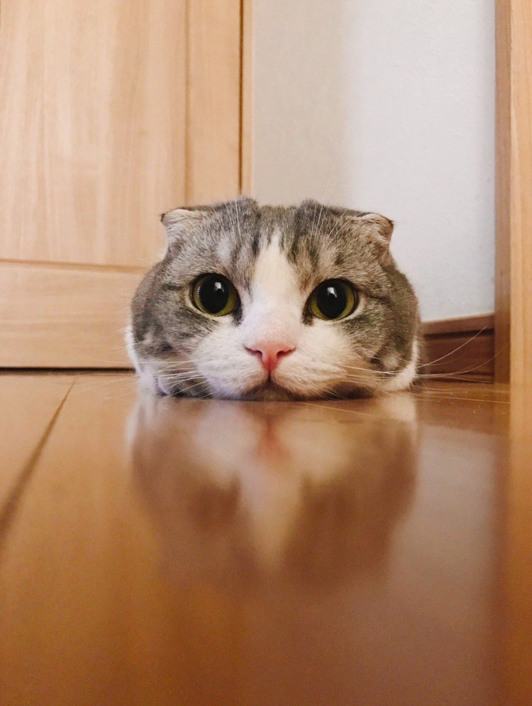 Обиженная кошка