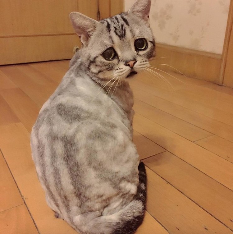 Кошка обижена