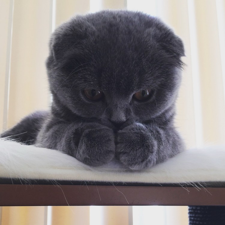 Обиженный кот