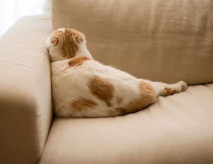 Кот обиделся