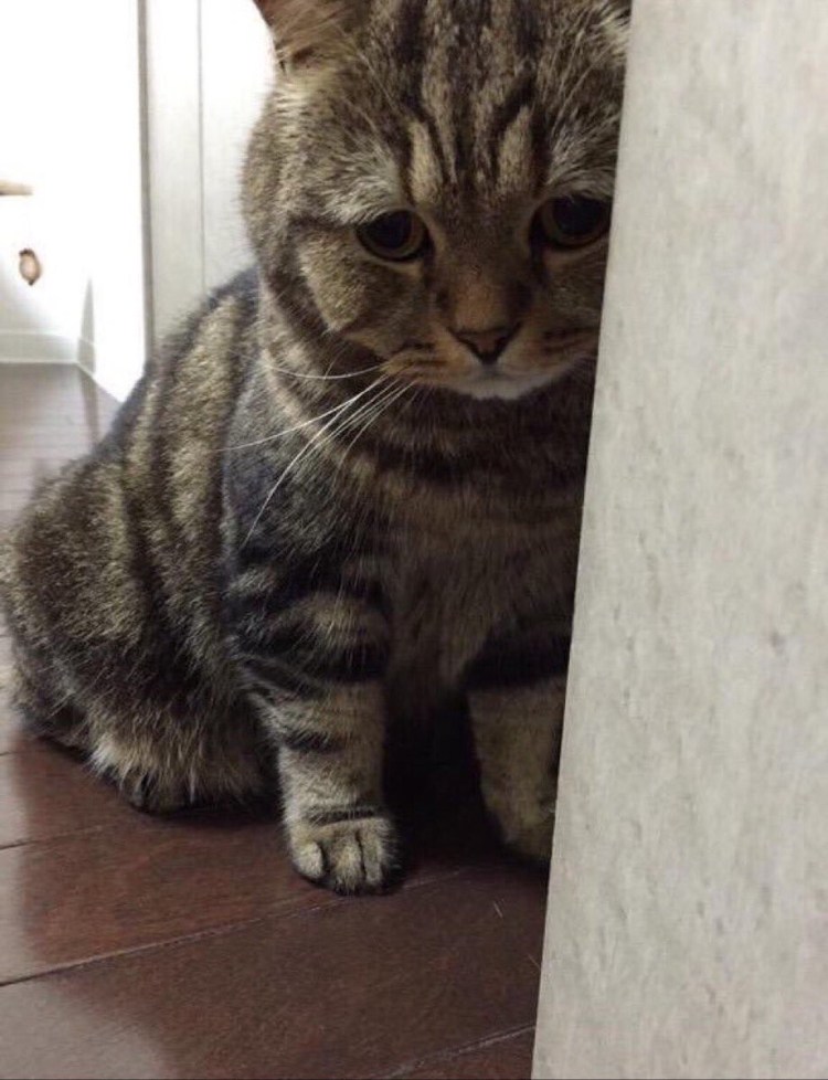 Котенок дуется