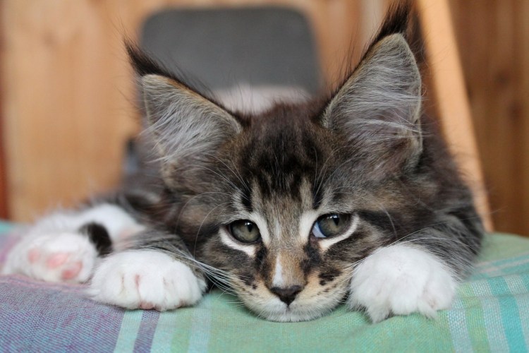 Кошка нашкодила