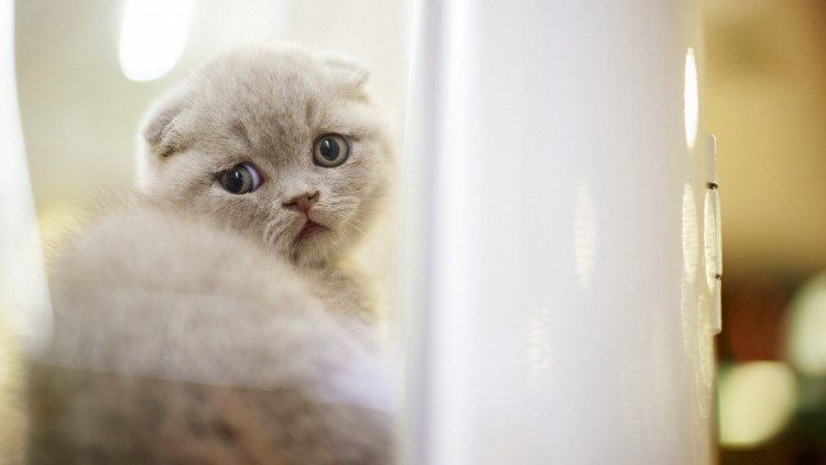 Кошка обиделась