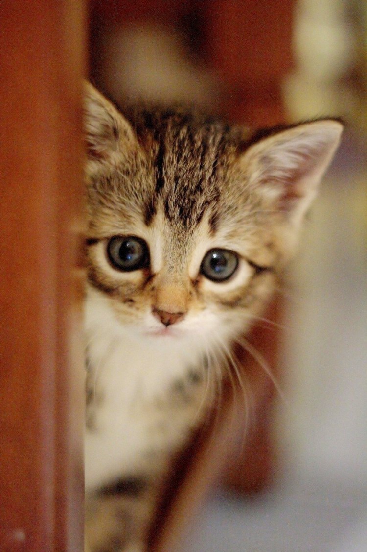 Обидчивый котенок