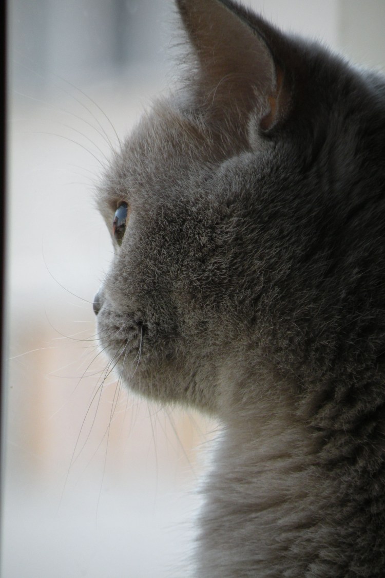 Обиженный рыжий кот