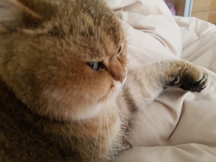 Обиженный рыжий кот