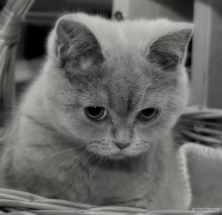 Котик обиделся