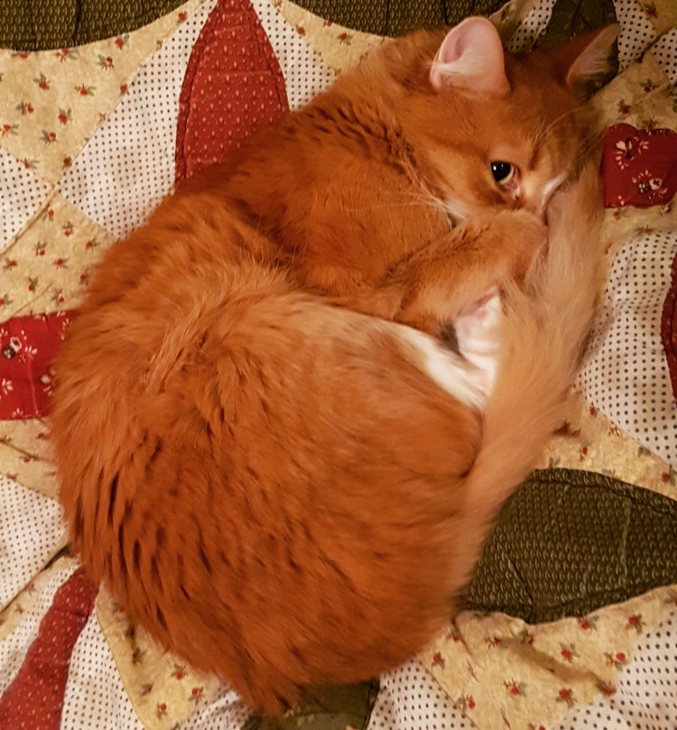 Обиженные котята